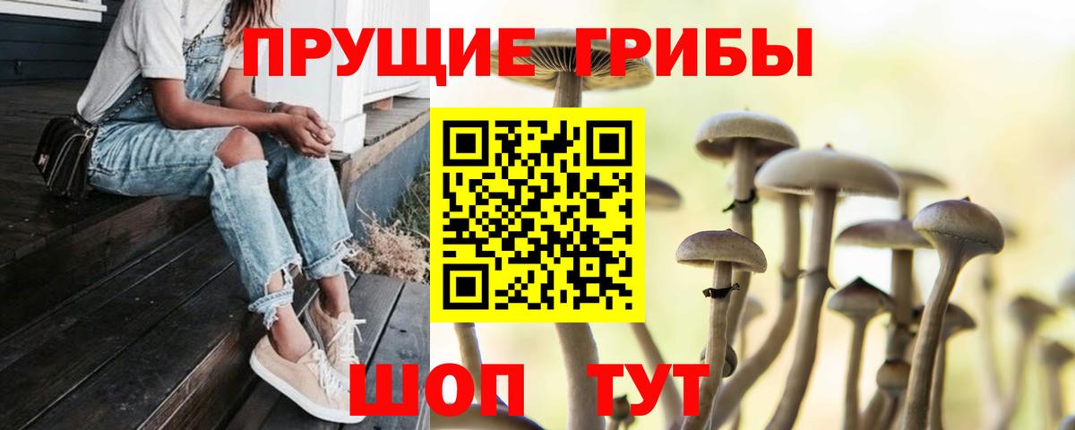 Псилоцибиновые грибы Psilocybine cubensis Кисловодск